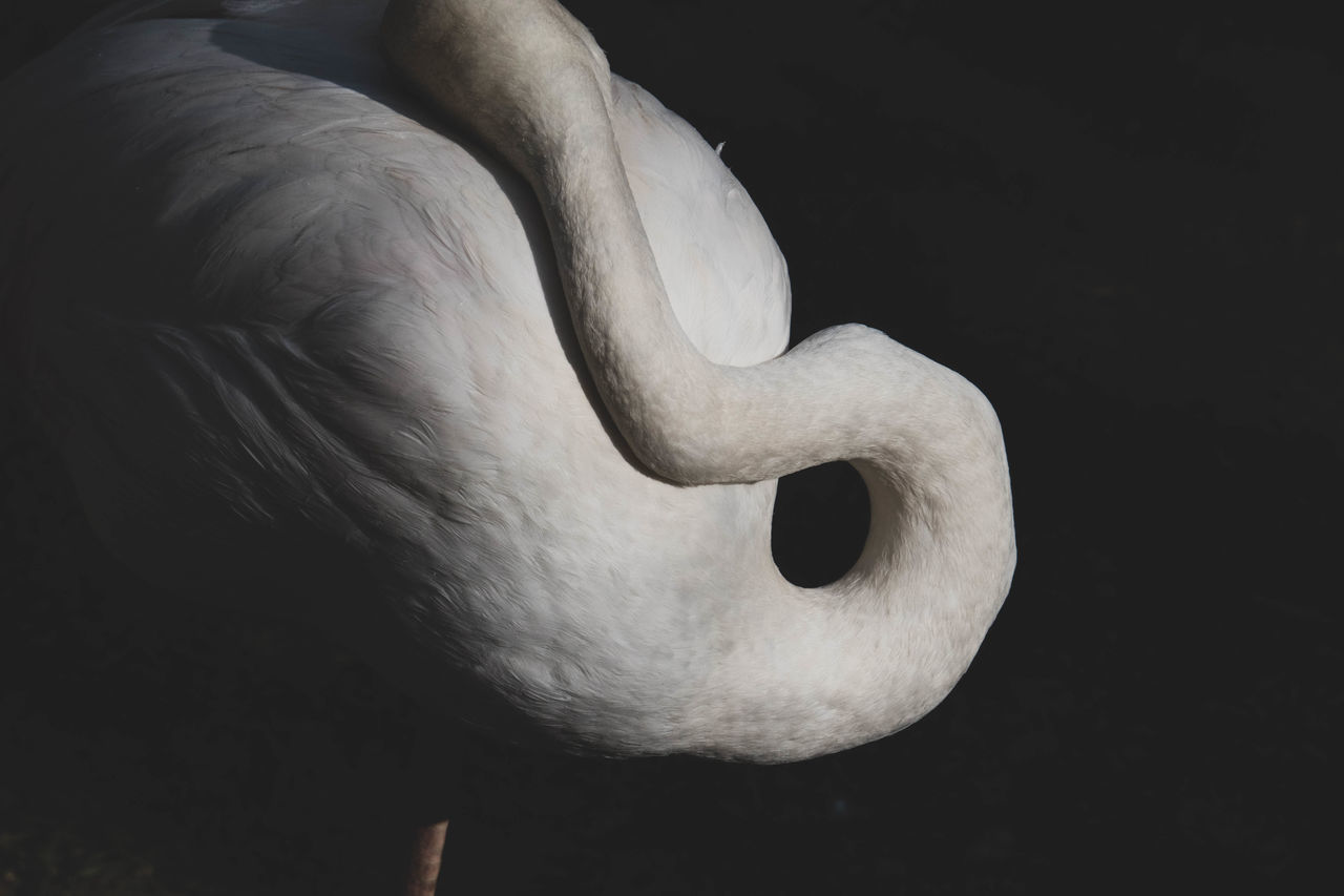 CLOSE-UP OF SWAN IN BLACK BACKGROUND