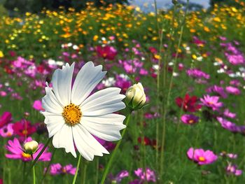 Close-up of pink cosmos flowers in field