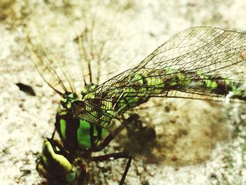Close-up of dragonfly on plant