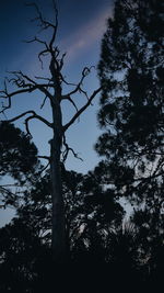 Low angle view of bare trees against sky