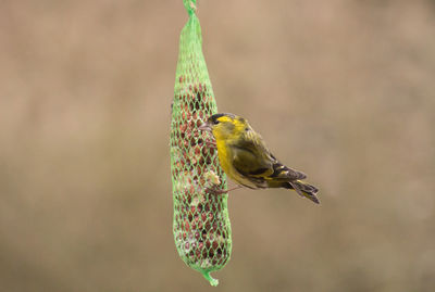 Close-up of bird perching on feeder