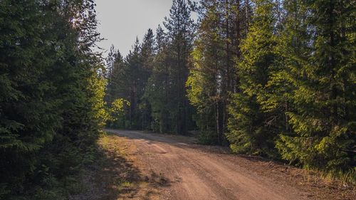 Road amidst trees in forest