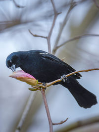 Close-up of a male brewer perching on a branch
