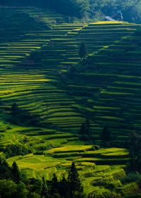 Scenic view of agricultural field