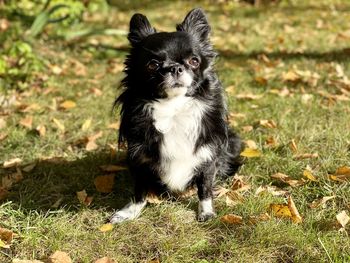 Portrait of dog on field