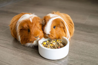 Two long-haired guinea pigs are sitting indoors on the floor near a plate of food