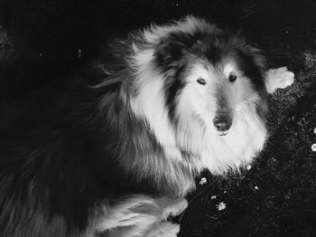 Close-up portrait of dog on field