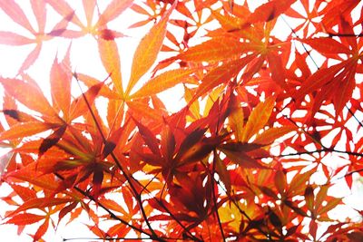 Low angle view of leaves on tree