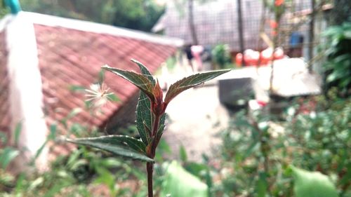 Close-up of plant