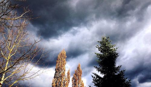 Low angle view of trees against cloudy sky