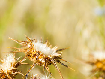 Close-up of thistle flower