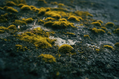 Close-up of moss on rock