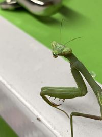 High angle view of insect on green leaf