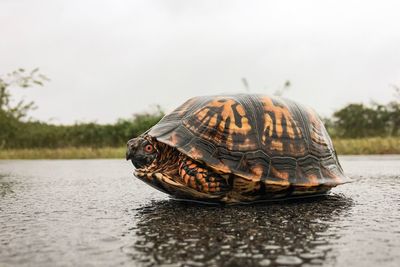 Close-up of shell on the lake