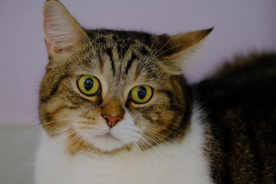 Close-up portrait of tabby cat