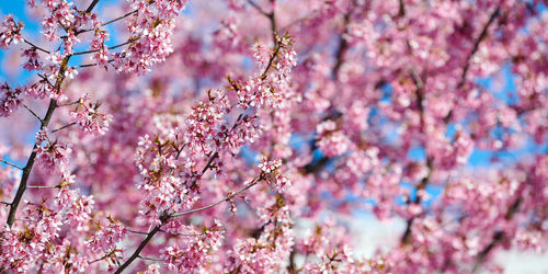 Close-up of purple flowering plants on field