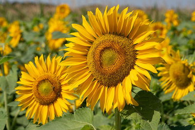 Close-up of sunflower on field