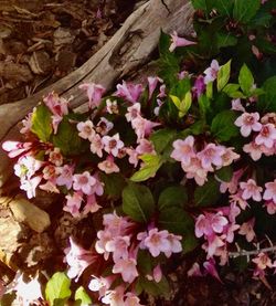 Close-up of pink flowers