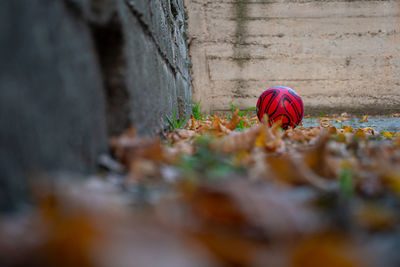 Surface level of stone wall