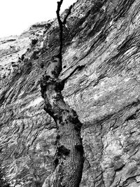 Close-up of tree trunk on rock