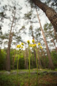 Close-up of yellow flowering plant on field