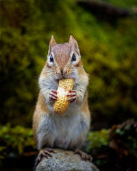 Close-up portrait of squirrel