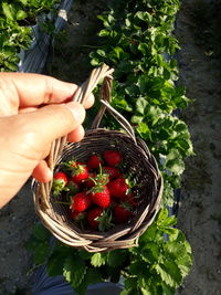 High angle view of hand holding strawberries in basket