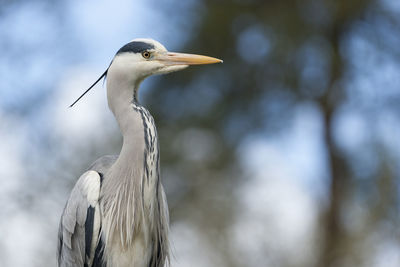 Close-up of bird