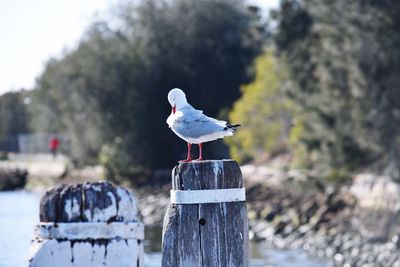 Close-up of seagull perching on wooden post