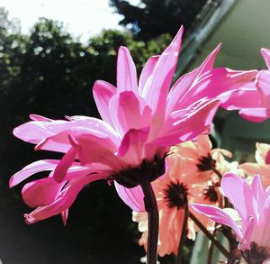 Close-up of pink flowers