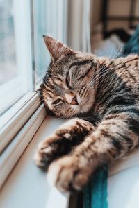 Close-up of a cat sleeping