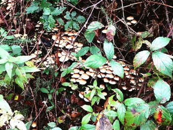 High angle view of mushrooms growing on field