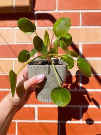 Hand holding plant against wall