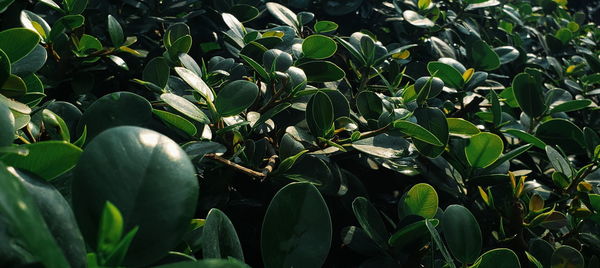 Close-up of plants growing on field