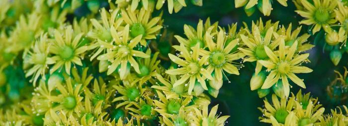 Close-up of yellow flowering plants