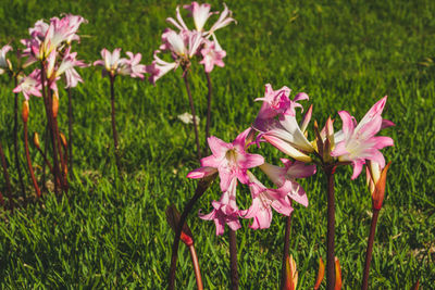Close-up of pink flowering plant in field