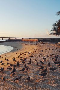 Scenic view of beach against clear sky