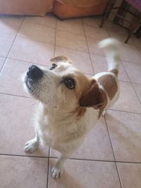 High angle view of dog looking away