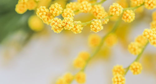 Close-up of flowering plant