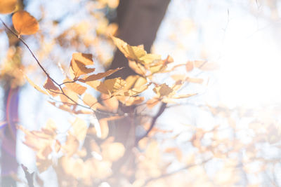 Low angle view of cherry blossom during autumn