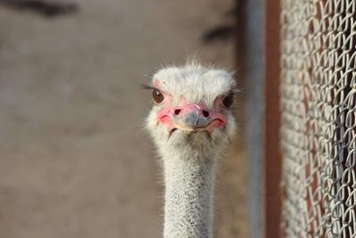 Close-up portrait of ostrich in zoo