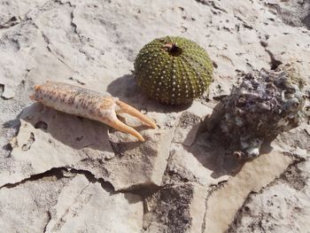 Close-up of plants