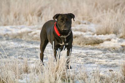 Dog running in snow