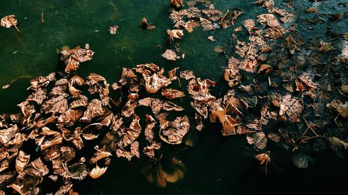 High angle view of leaves and plants in water