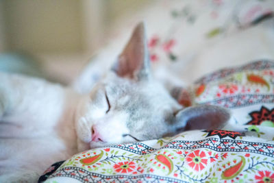 Close-up of cat sleeping on bed at home