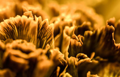 Close-up of flowering plant