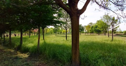 Trees on field against sky