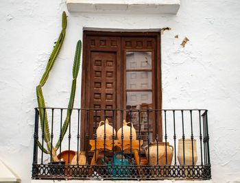 Low angle view of potted plant on building