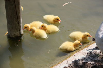 Ducklings in a lake