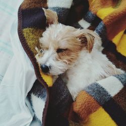 High angle view of dog sleeping on bed